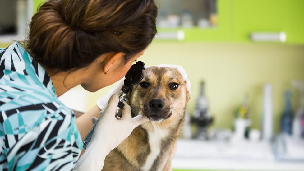 Eye cancer in dogs; a veterinarian checks a dog's eye.